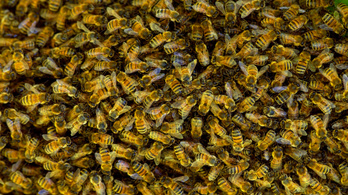 Negyvenezer méh szállt meg egy fenyőfát Egerben