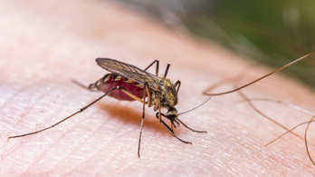 Gyéríti a szúnyogokat a katasztrófavédelem
