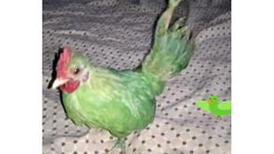 Zöldre festett tyúkot próbált papagájként eladni egy csaló