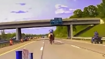 Szürreális videó: egy cowboy üldözött egy elszabadult tehenet az autópályán
