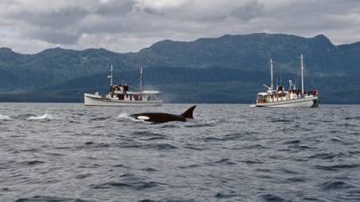 Gyilkos bálnák támadtak egy hajóra, és kiharapták az alját