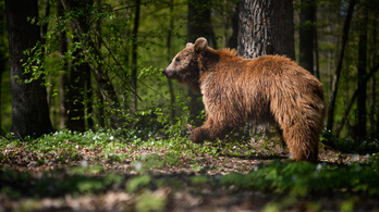 Egyre nagyobb veszélyt jelent a túlszaporodott medveállomány Romániában
