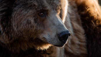 Sirok – már itt is medvét láttak