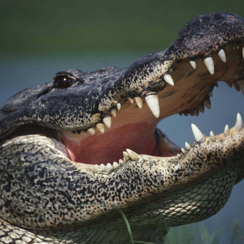 Rátámadt egy aligátorra az amatőr harcos: döbbenetes videó készült az esetről