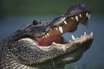 Rátámadt egy aligátorra az amatőr harcos: döbbenetes videó készült az esetről