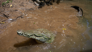 Saját magát termékenyítette meg a nőstény krokodil Costa Ricán