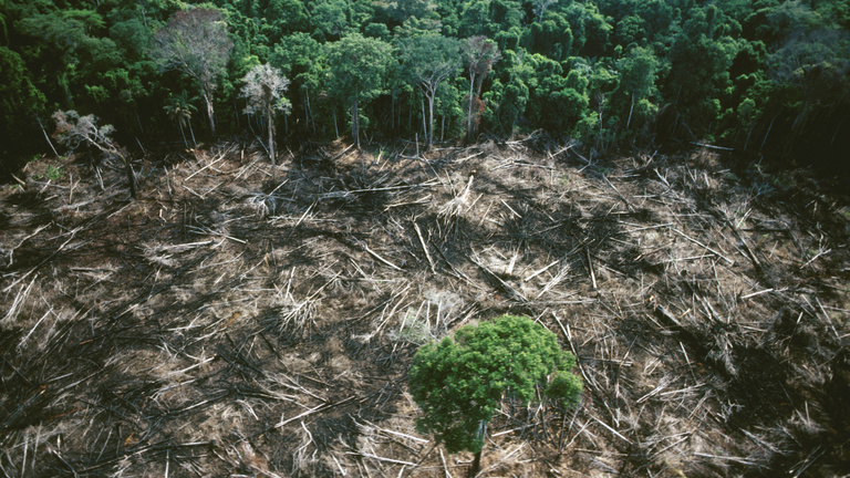 Lassul az amazonasi esőerdők irtása