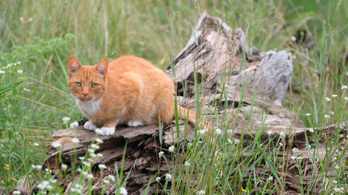 A házi macskák százmillió számra pusztítják az őshonos állatokat Ausztráliában