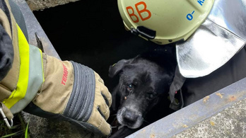 Aknába esett kutyát mentettek ki Balatonöszödön
