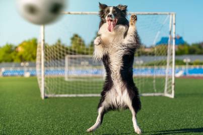 Elképesztően aranyos kiskutya szakította félbe a focimeccset - Videón 6 cuki állat, akik beleavatkoztak a sporteseménybe