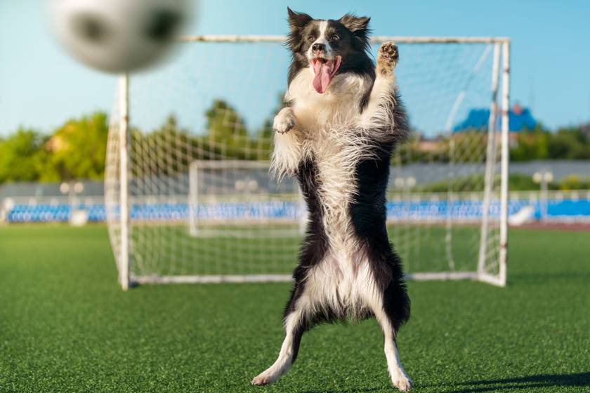 Elképesztően aranyos kiskutya szakította félbe a foci meccset - Videón 6 cuki állat akik beleavatkoztak a sporteseménybe