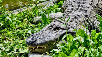 Egy több mint háromméteres krokodilt húztak ki egy floridai ház medencéjéből