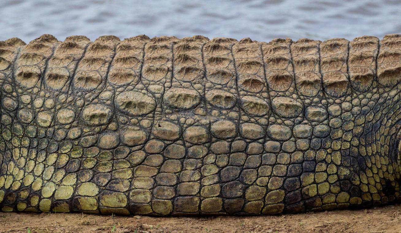 Krokodil a medencében