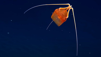 Rejtélyes medúzát találtak az óceán mélyén
