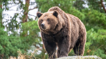 Több száz védett barna medvét lövet ki a román környezetvédelmi miniszter