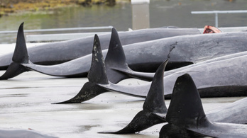 Idén is bálnák és delfinek százait mészárolták le a Feröer szigeteken