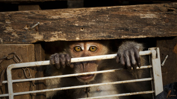 Nemzetközi majomkínzó hálózatot buktatott le a BBC
