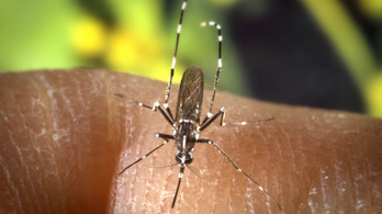 Mutáns szúnyogokat vetnek be Magyarország szomszédjánál, alapos okuk van rá