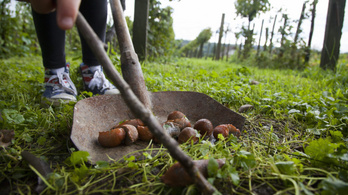 Brüsszel miatt ellepték a meztelencsigák a magyar kerteket