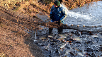 Támogatással segíti a magyar halgazdálkodókat az Agrárminisztérium