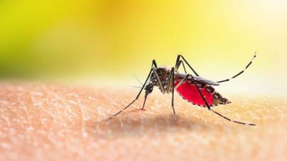 20 év után újból megjelent a szúnyogok által terjesztett halálos betegség