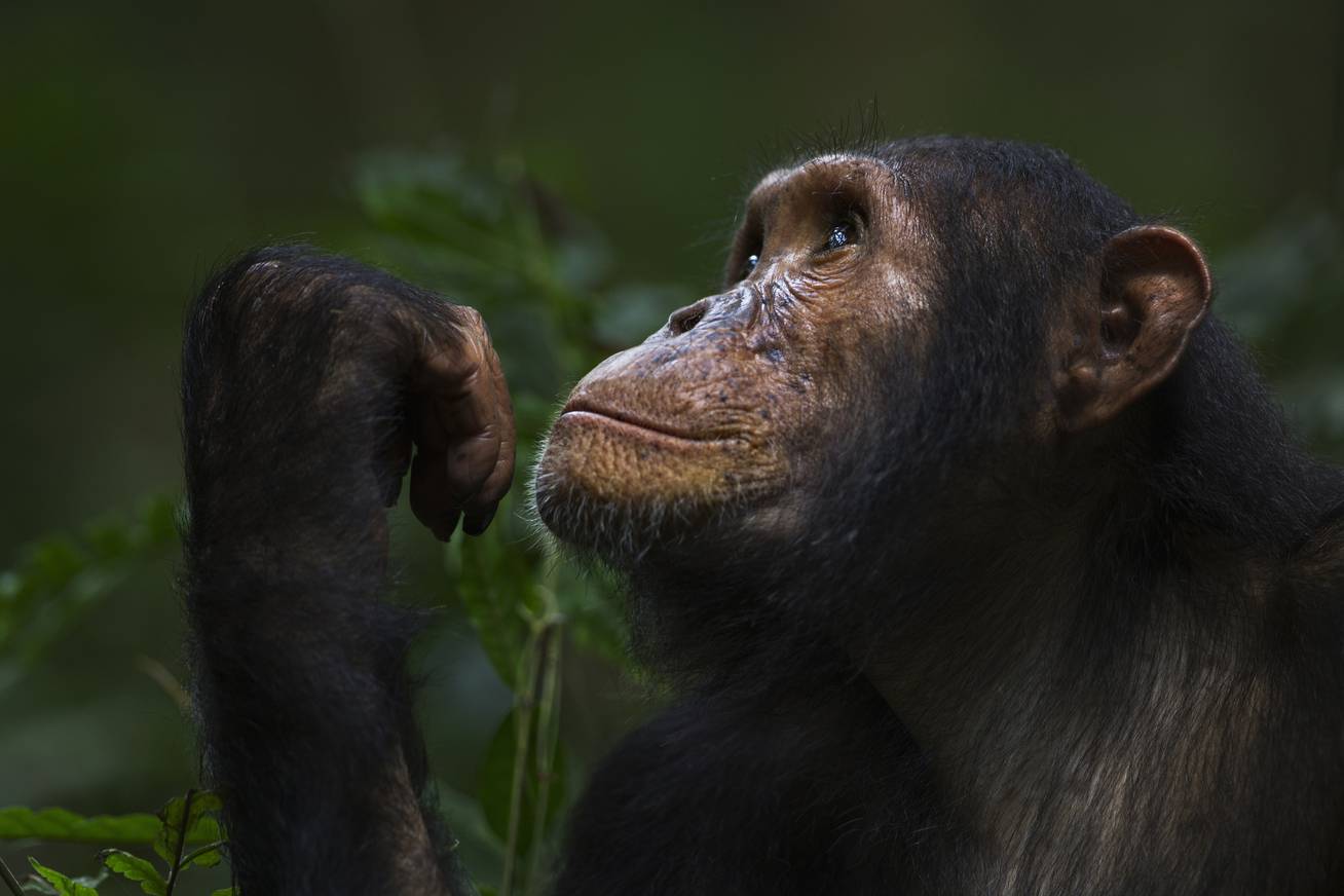Csimpánz először a szabadban