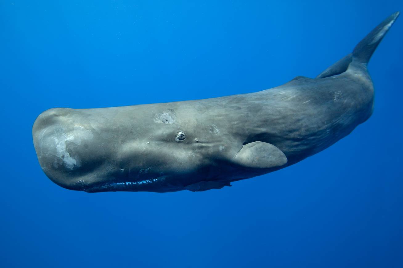 Félmillió euró értékű ámbrát találtak a bálnában
