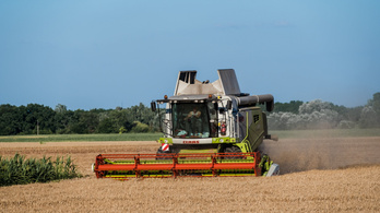 Rossz hírt hozott az államtitkár, miután megkezdődött az aratás a magyar földeken
