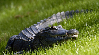 Békésen sétált egy férfi Floridában, amikor megharapta egy aligátor