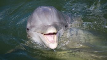 Név szerint ismerik és hajótúrán meg is mutatják a delfineket a horvát Adrián
