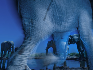 Elefántszellemekkel nyert az év természetfotósa