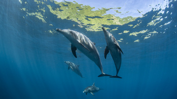 Delfinek támadtak a fürdőzőkre Japánban