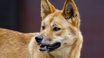 Dingók támadtak egy futó nőre Ausztráliában