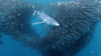 Kék cápát fogott ki egy magyar horgász