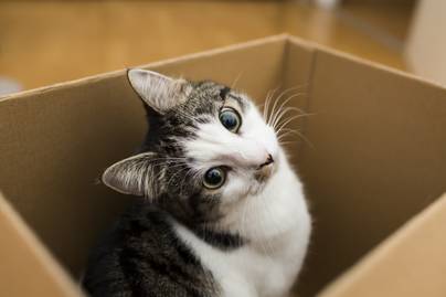 8 furcsa macskaviselkedés, amit minden gazdinak ismernie kell - Te tudod, miért ülnek dobozba?