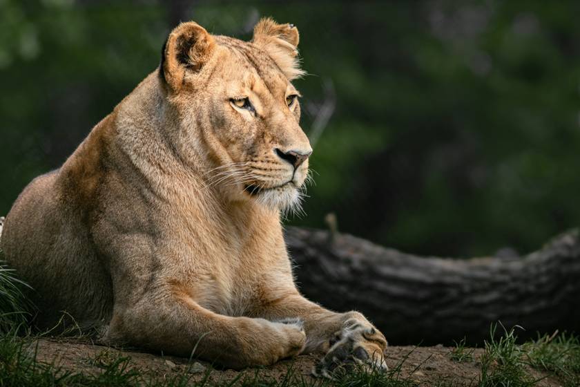 Elszabadult oroszlán kószál Berlin közelében: videó is készült róla