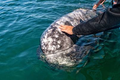 Videón, ahogy megpróbálja kilökni a bálna a vízből a biológust: egészen elképesztő oka volt erre