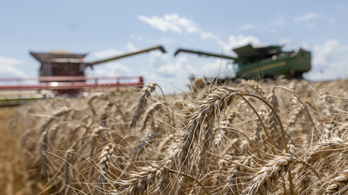 Javában zajlik az aratás, szűkülnek az ukrán exportlehetőségek