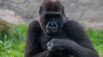 Az állatkertben hímnek hitték, mégis kölyke született egy gorillának