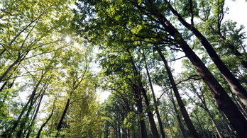 Erdőt telepít az MNB a Duna-Dráva Nemzeti Parkban