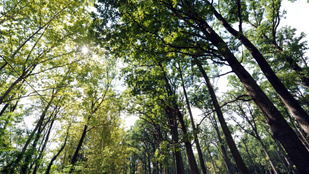 Erdőt telepít az MNB a Duna-Dráva Nemzeti Parkban
