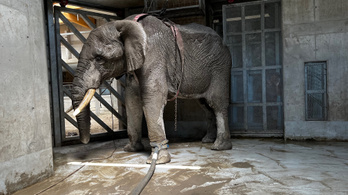 Rosszul lett a győri állatkert elefántja, tűzoltók segítettek rajta