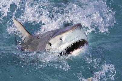 Egy hatalmas bálna holttestéből falatoztak az éhes cápák: megrázó felvétel készült az esetről