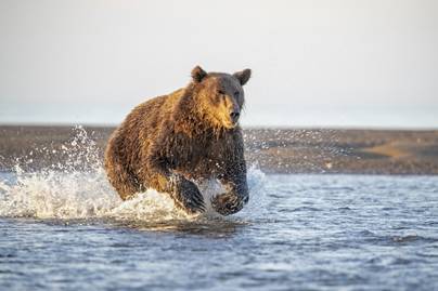 Őrült tempóban kezdett el rohanni egy grizzly az alaszkai turistacsoport felé: videón a hajmeresztő jelenet