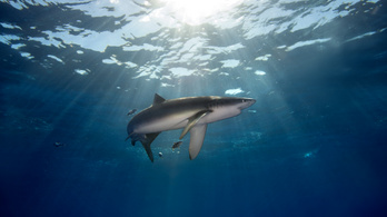 Fenekestül felforgatja a cápák életét a példátlan óceáni meleg, ami katasztrófához vezethet