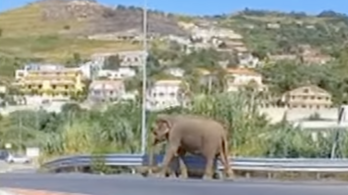 Egy szupermarketbe szökött ki egy elefánt a cirkuszból Dél-Olaszországban