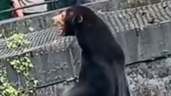 Felkavarta a látogatókat, beöltözött embernek hiszik a kínai állatkert egyik medvéjét