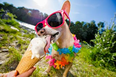 Így viselik a nyári hőséget ezek az imádni való kutyusok: zseniális képek készültek róluk