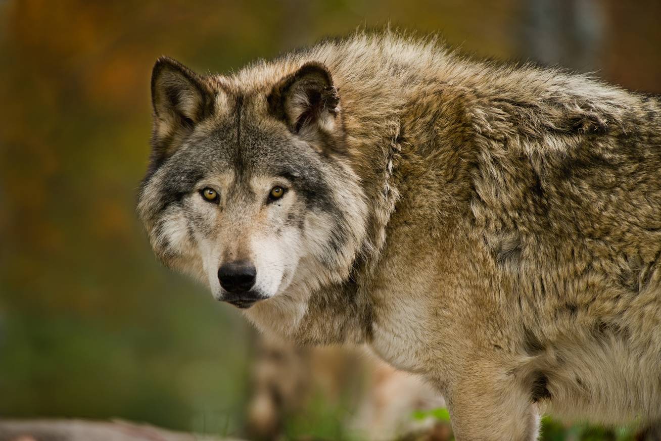 Fejlemény a svájci farkas ügyében