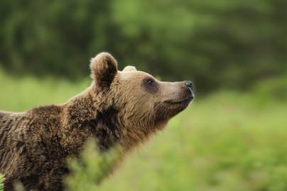 Újabb barna medvék tűntek fel az országban: felvétel készült az egyik állatról